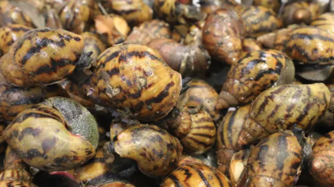 The live snails were brought to the United States from Ghana.