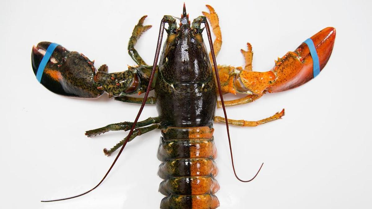 
A rare orange-brown split colored lobster arrived recently at the Pine Point Fisherman's Co-Op in Scarborough, Maine. 
