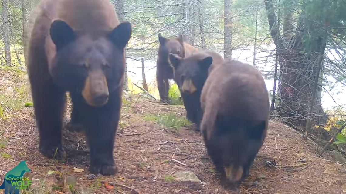 A family of black bears keeps attacking trail cameras in Minnesota, according to researchers with the Voyageurs Wolf Project.