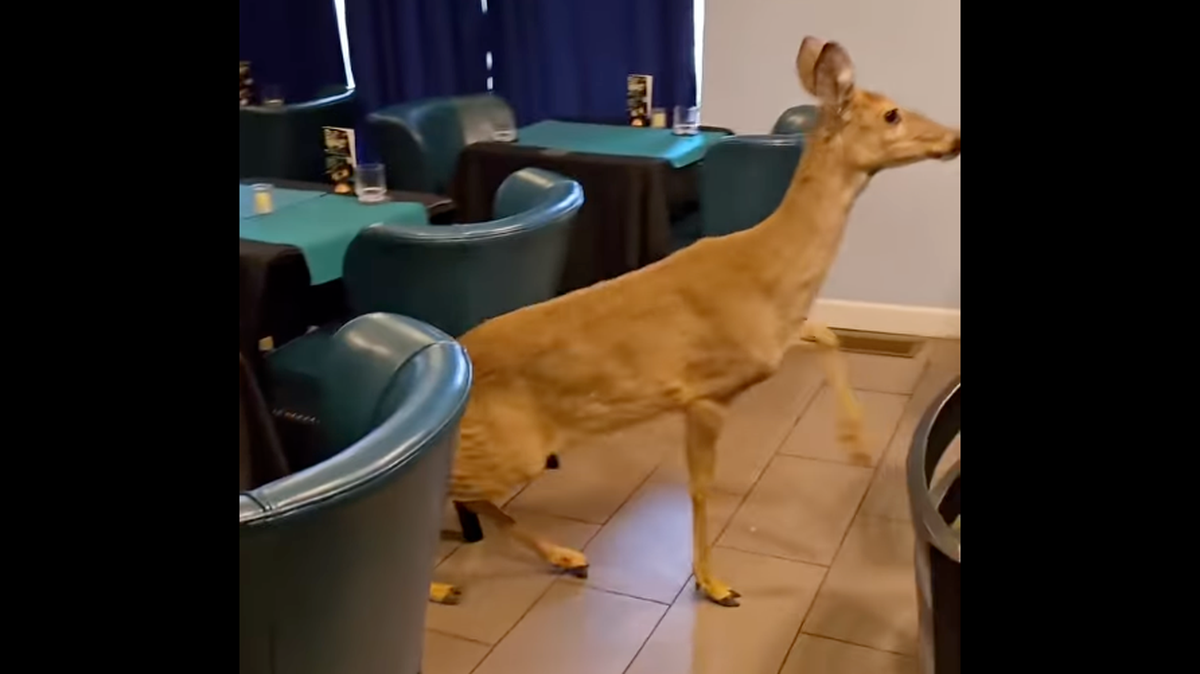 A deer crashed into The Gin Room in St. Louis, causing damage to the business.