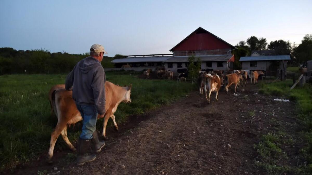 Bobby Prigel, owner of Prigel Family Creamery, leads cows to a barn for morning milking in Glen Arm, Md. Prigel is a purist and feeds his herd entirely from the pasture, but most organic dairies supplement the pasture with corn, soybeans or other grains, even during the grazing season.