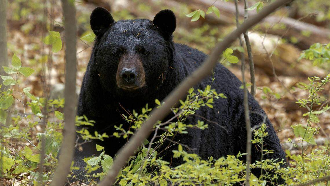 An “aggressive” black bear (not the one pictured) attacked two backpackers in Arkansas, officials say.