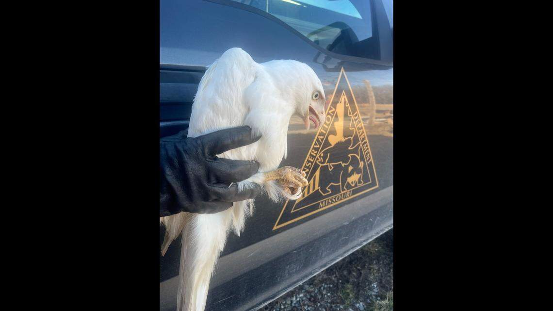 Leucism, different from albinism, is caused by a reduction in multiple types of pigment, wildlife experts said.