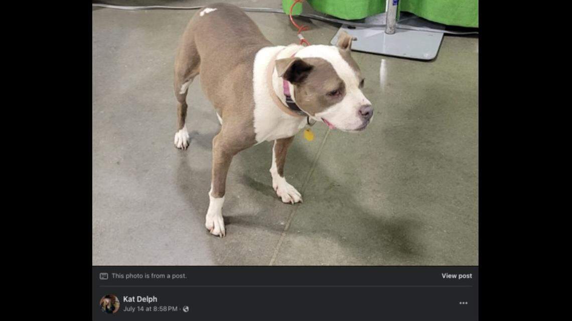 An American Staffordshire Terrier mix named Margie was stolen from her owner’s yard in Michigan.