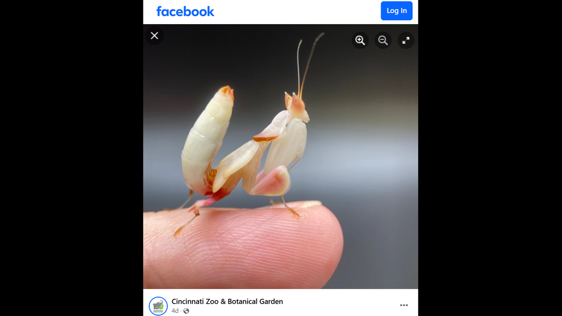 The Cincinnati Zoo said raising the orchid mantises was “an incredibly unique challenge,” due to their behavioral considerations and dietary needs.