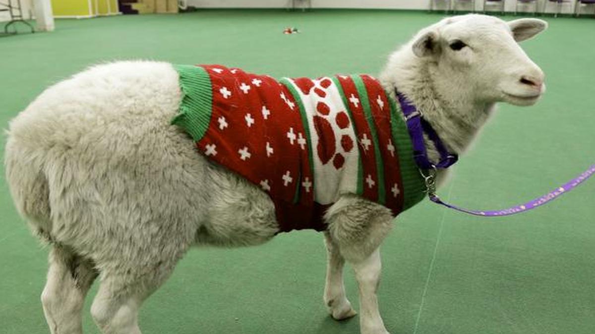 
A sheep in a sweater was found by police and brought to the Humane Society in Omaha, Neb.
