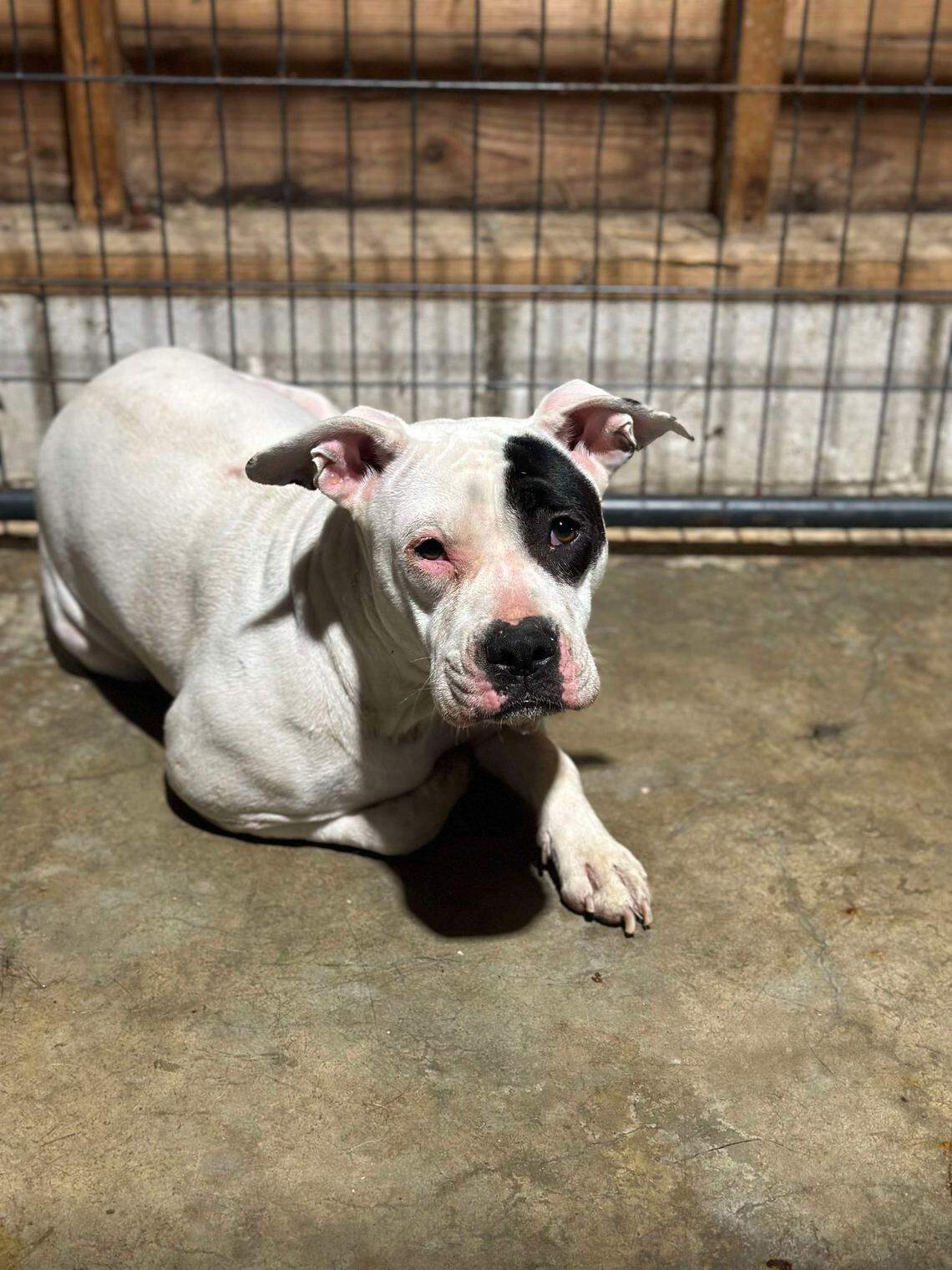 Blair was brought in to the shelter as Diamond.