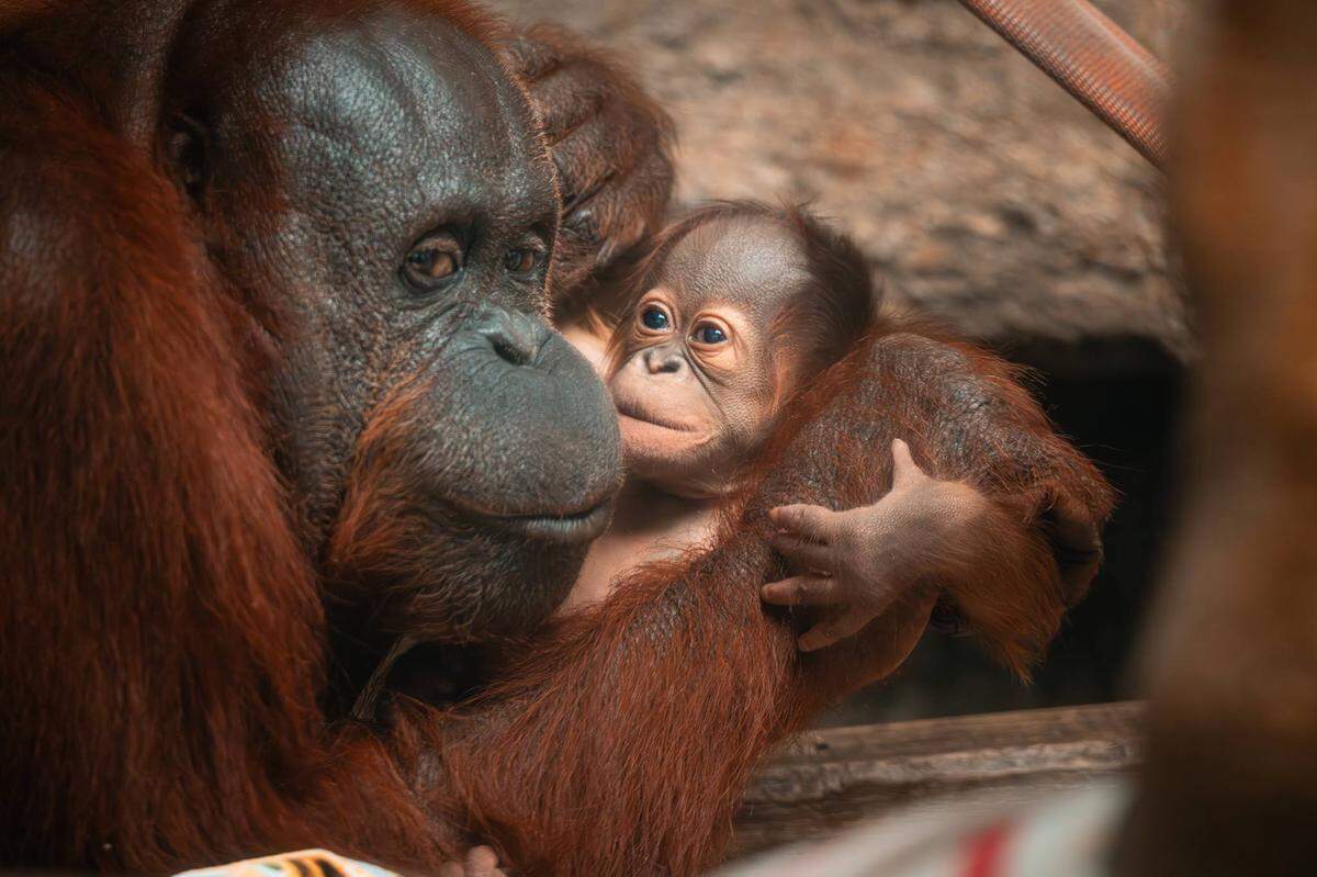 Yasmin holds her newborn.