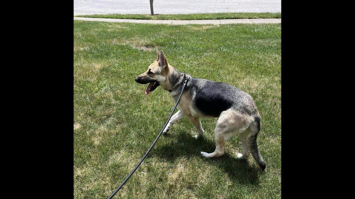 A second dog, which died, and a cat were also trapped inside the hot car, Indiana police said.