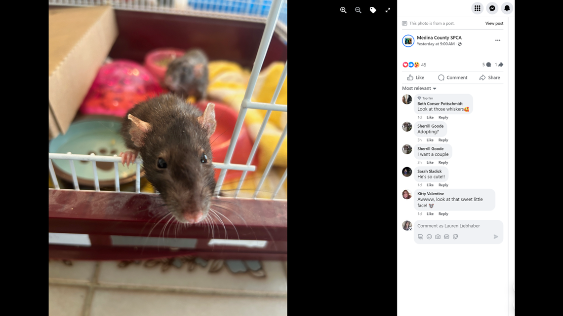The Medina County SPCA said the rats are not yet up for adoption.