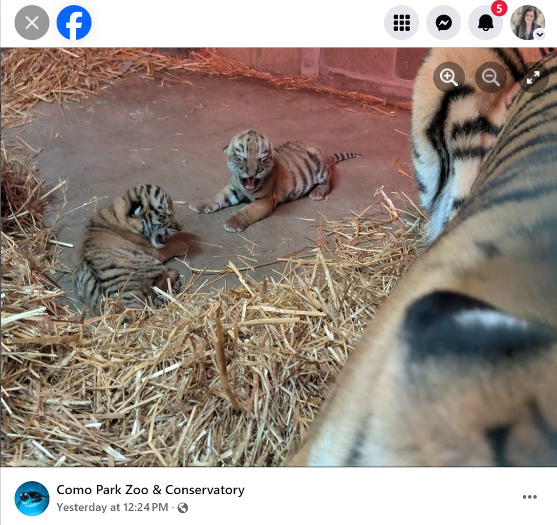Two Amur tiger cubs were born at the Como Park Zoo and Conservatory, the first tigers born there in 41 years, officials said.