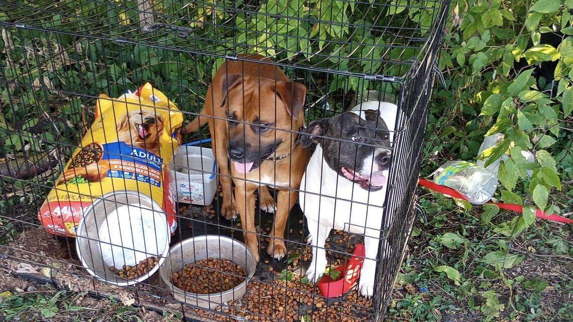 These two dogs were abandoned in the heat, police said. Officers are looking for their owners.