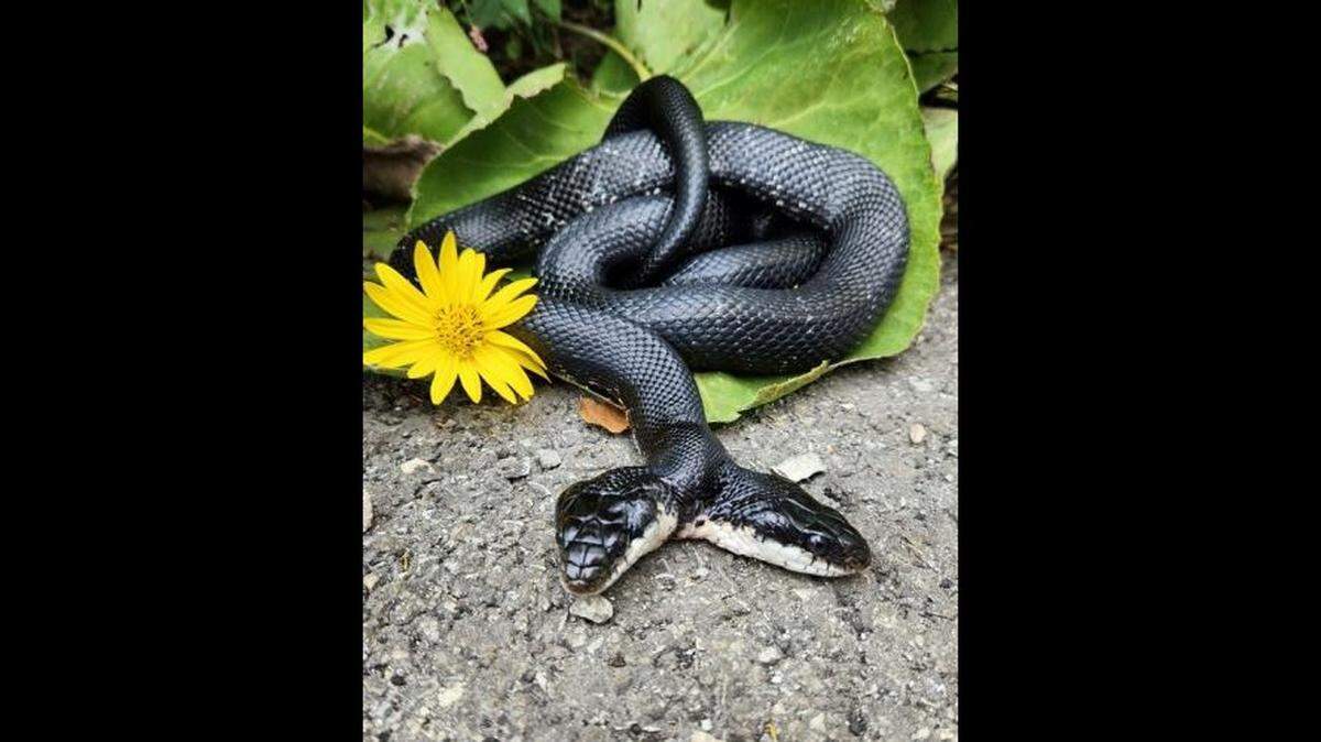 A two-headed rat snake named Tiger-Lily will be traveling to different nature centers in Missouri while her home site is under construction, conservation officials announced Jan. 16.