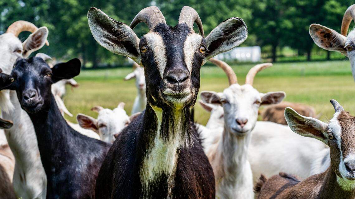 File photo of goats. Police in Oklahoma said a herd of goats, not the ones pictured, helped authorities find a burglary suspect. 