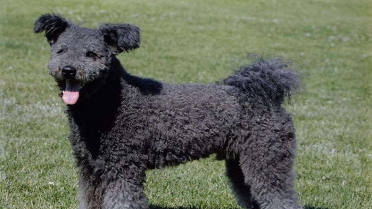 The Pumi, with its teddy bear coat, is one of three new breeds competing at this year’s Westminster dog show next month.