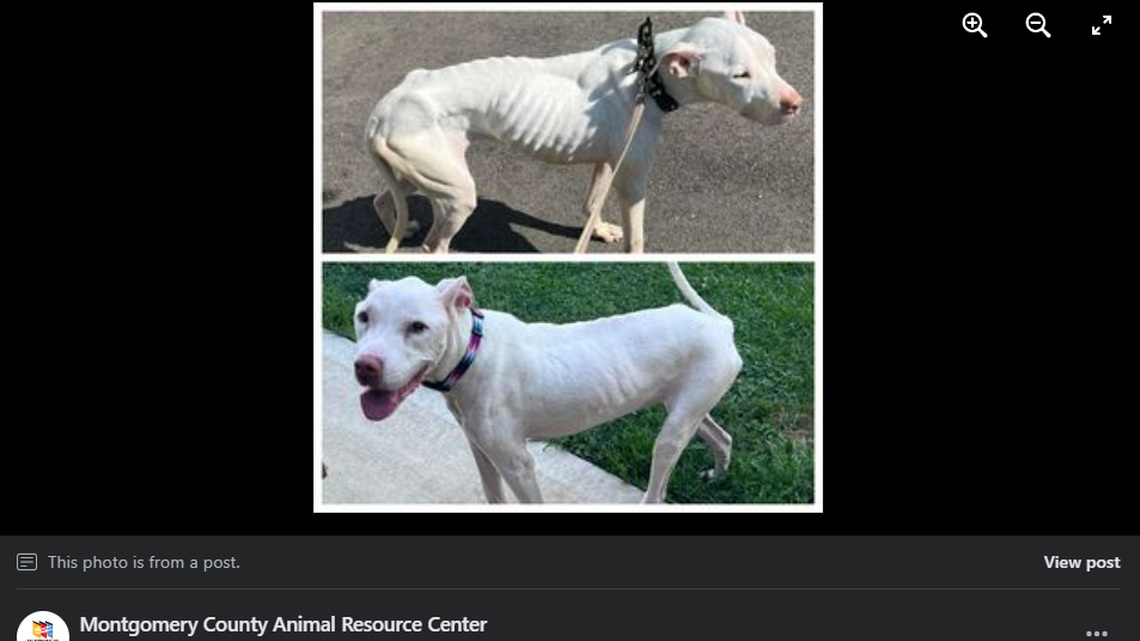 This dog named Abby was reunited with her family after 10 years, officials said.