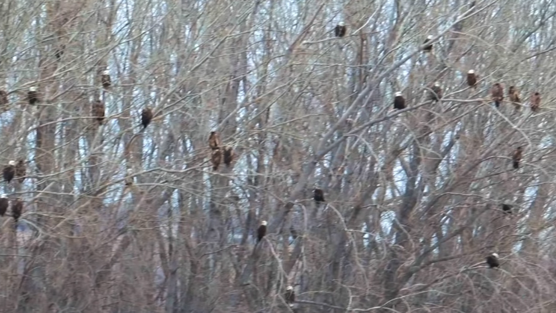 Video captured from Traverse Lake in Minnesota shows dozens of eagles perched in trees.