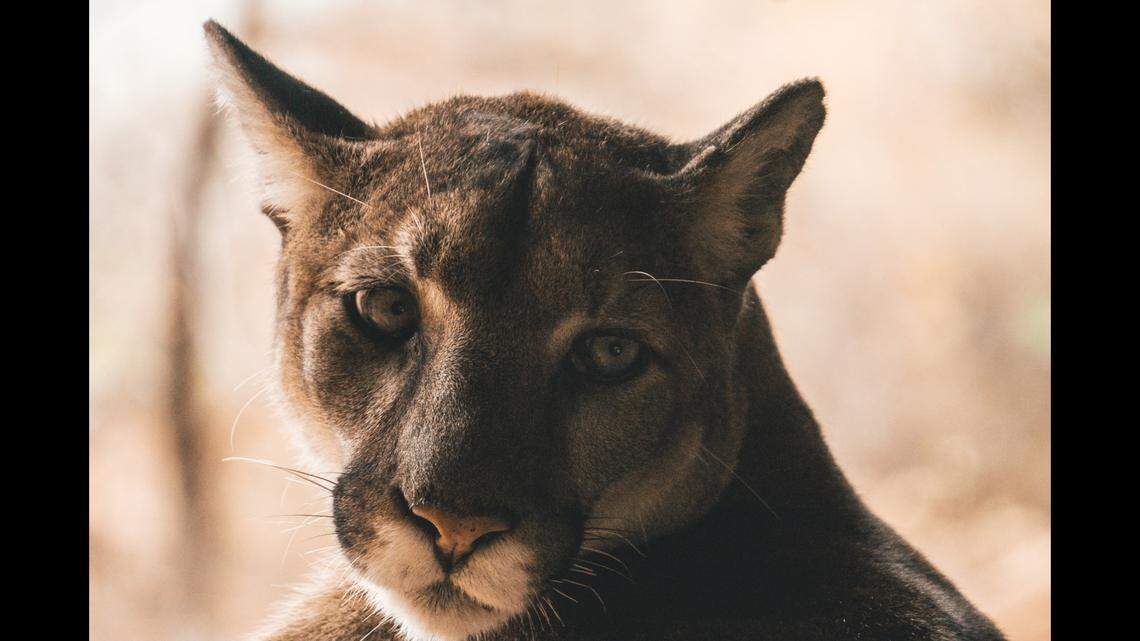 A mountain lion (not the one pictured) was captured and killed after wandering onto a Nebraska golf course, causing a tournament to be canceled.