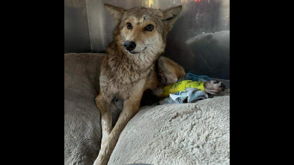 The coyote fractured a leg but is expected to make a full recovery, Illinois wildlife officials say.