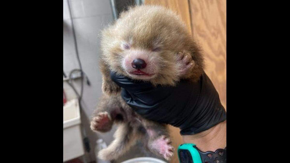 Red panda cubs are born blind and deaf, sometimes taking over two weeks to open their eyes for the first time, according to Michigan zookeepers.