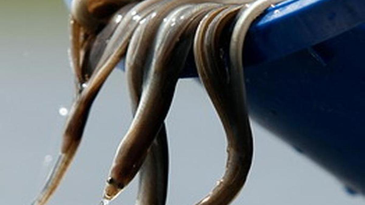 New York City police ran a sting operation this week to catch the thieves who stole 900 boxes of frozen eels from a shipping terminal in New Jersey.