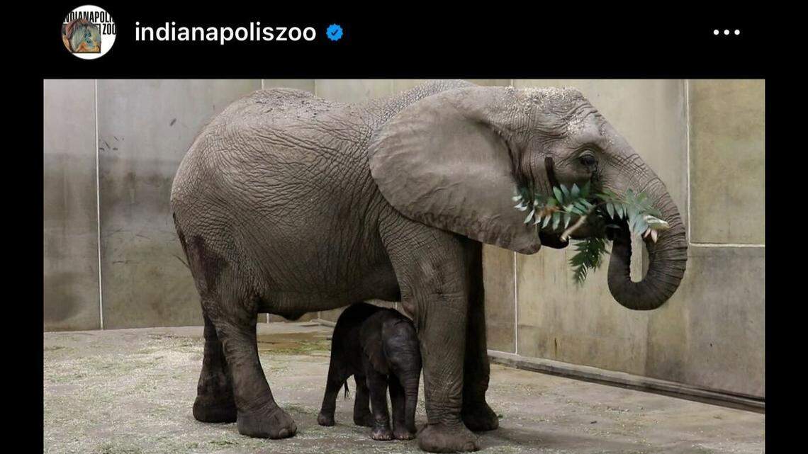 An elephant named Zahara with her newborn calf.