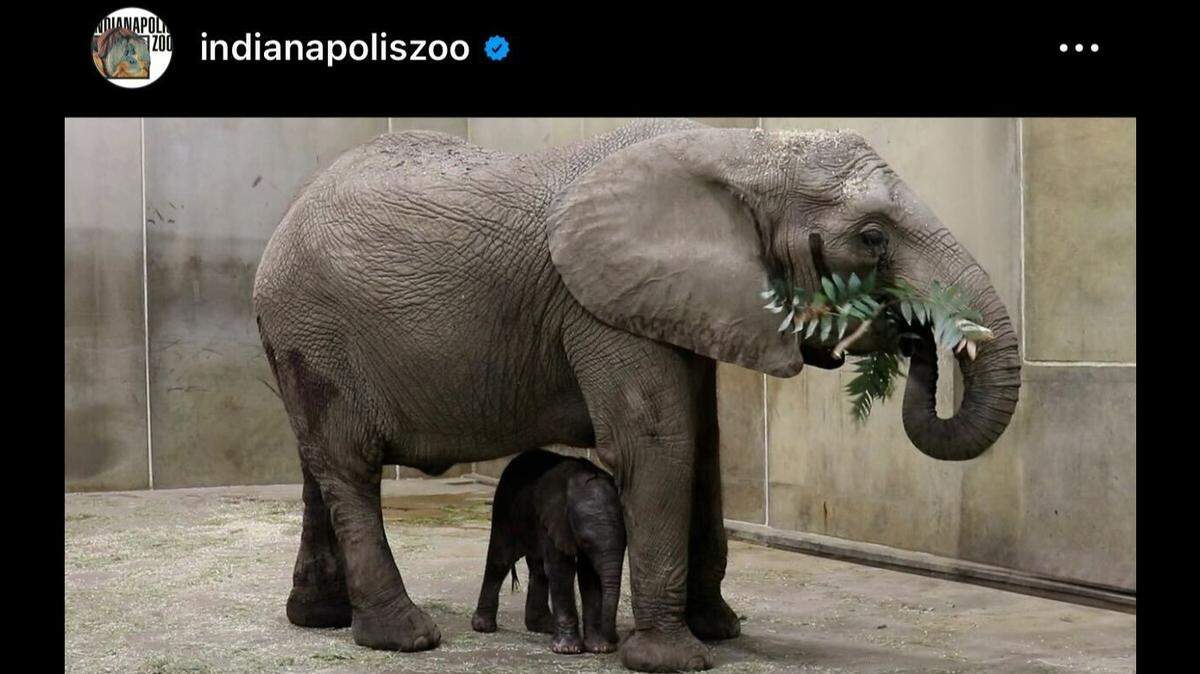 An elephant named Zahara with her newborn calf.