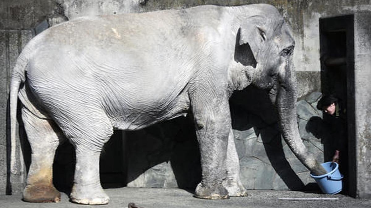 Hanako, a 69-year-old elephant who lived in a zoo on the outskirts of Tokyo, died on Thursday. An international campaign earlier this year failed to get her moved to an animal sanctuary.