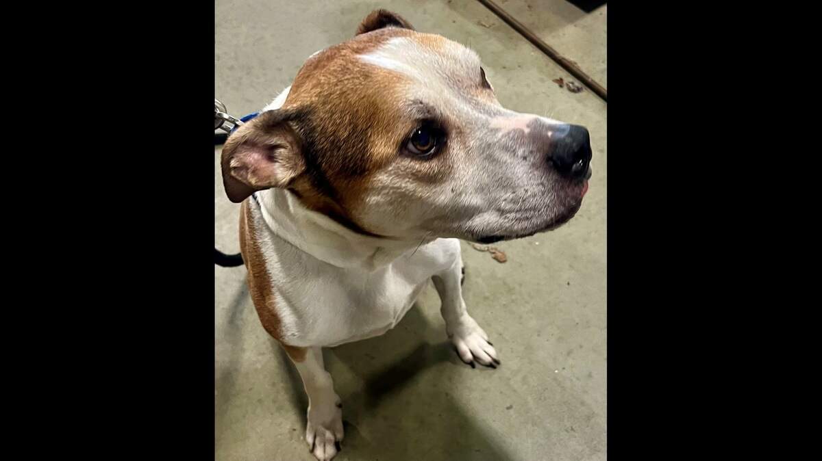 A dog named Buster survived in his home for three weeks after the death of his owner, Pennsylvania police say.