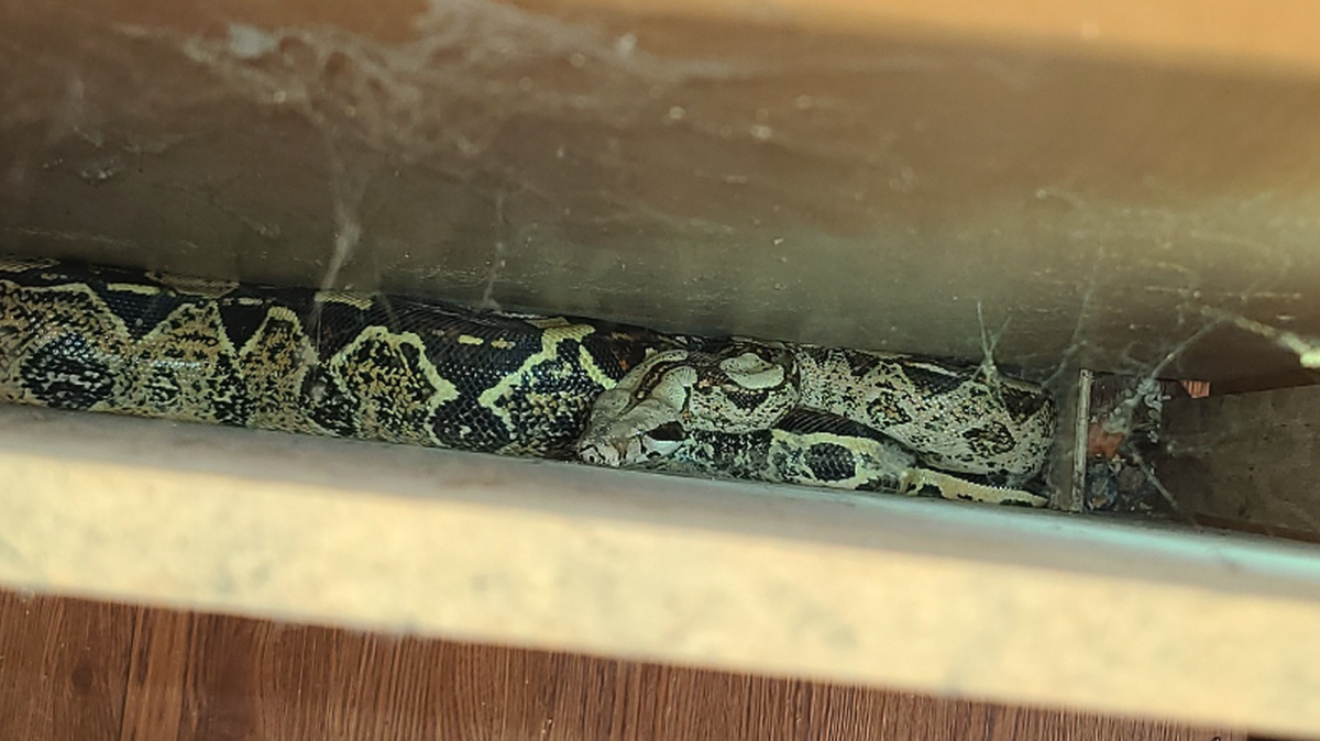 A snake named Nagini escaped its enclosure and got stuck in the side panel of a kitchen cabinet.