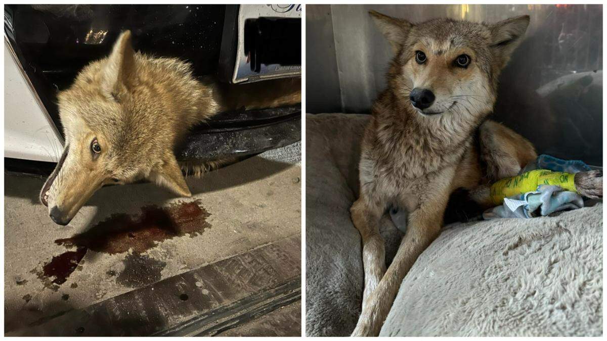 Coyote recovering after being struck by a car in Illinois and lodged in the grille.
