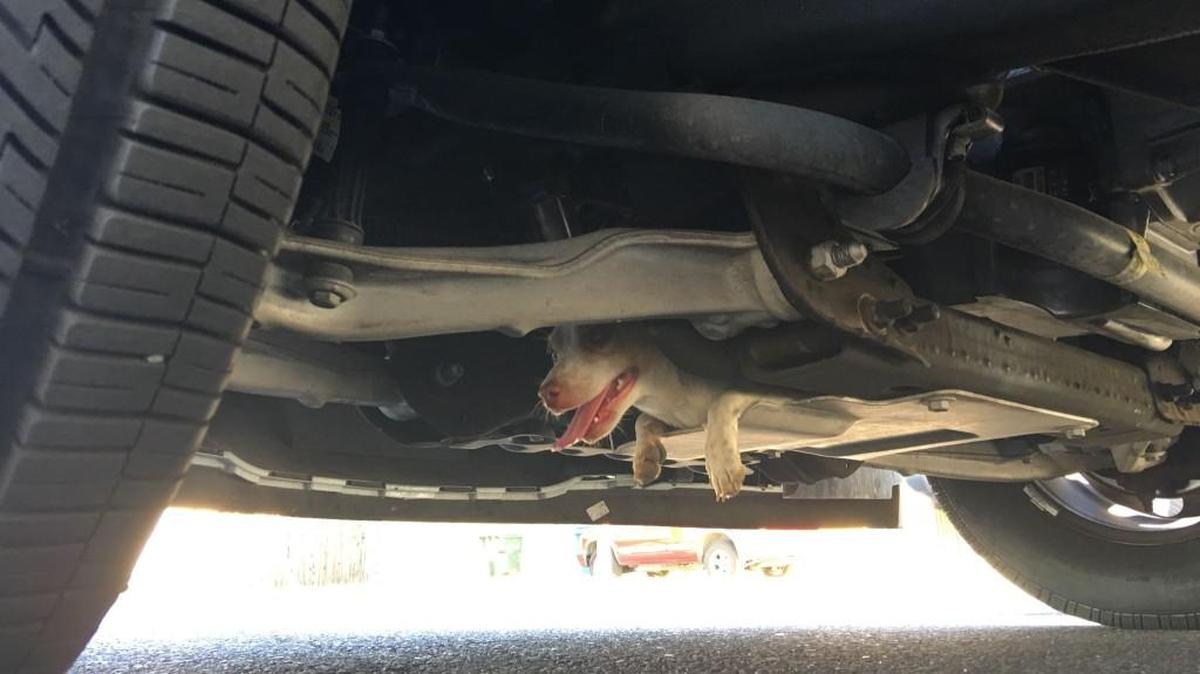 Police say the puppy was stuck for 20 minutes under the police cruiser and refused to come out but was eventually rescued unharmed