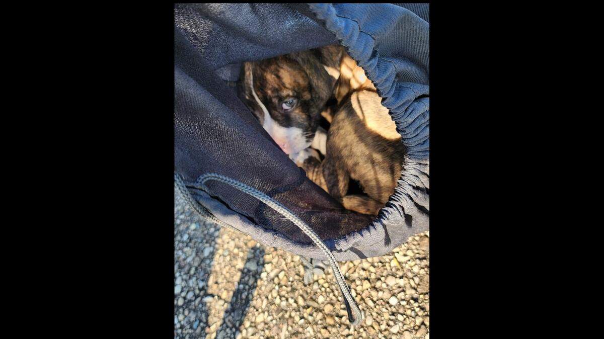 The dog looked “very defeated,” but “overall seems healthy by appearance,” Butler County Deputy Dog Warden Elizabeth Burkett said.
