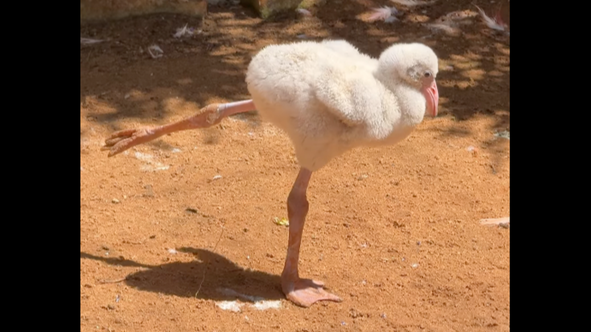 A baby flamingo was seen trying to learn how to walk.