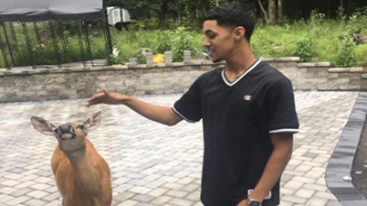 Kelvin Pena has become known on the internet as the “Deer Whisperer.” Videos that he’s posted to Twitter of the deer visiting his yard have been viewed by thousands.