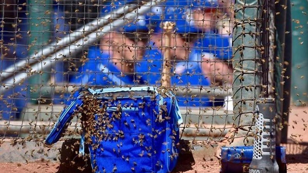 Royals manager Ned Yost was adamant about being kind to the bees when, on March 8, the team’s spring training game against the Angels in Tempe, Ariz., was briefly delayed because of a swarm of bees.
