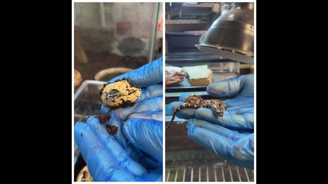 All nine eggs hatched and black rat snakes, a non-venomous snake species, emerged in good health.