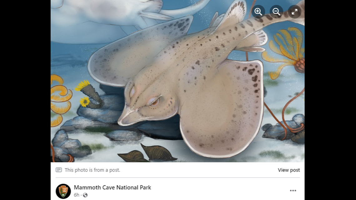 Strigilodus tollesonae.