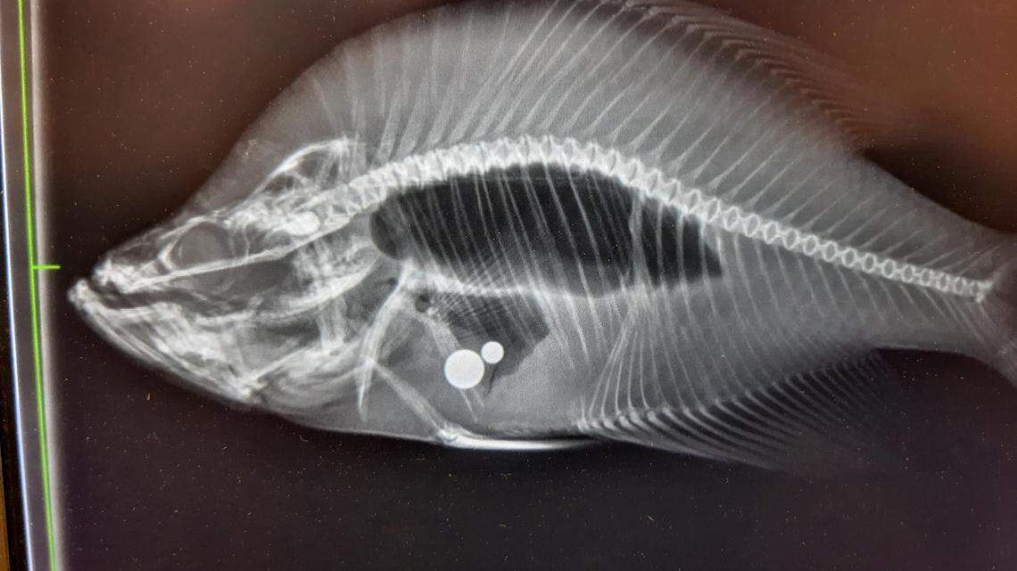 A Topeka man reeled in a crappie that was later disqualified as a record-holder after steel ball bearings were found inside, Kansas officials said.