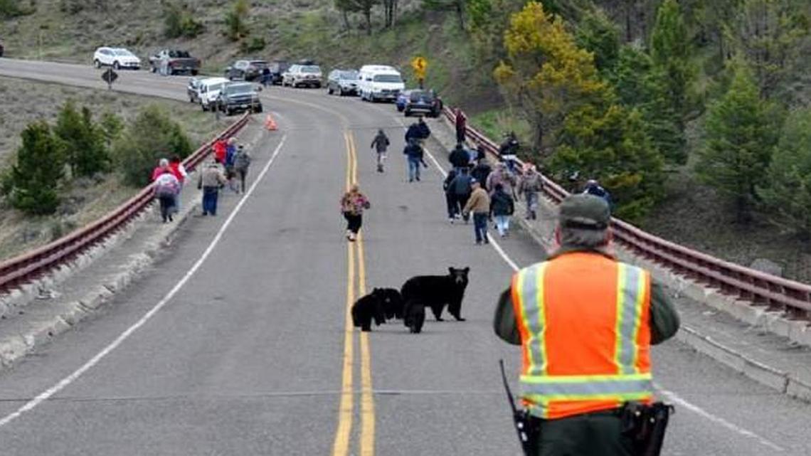 A mother black bear with cubs ran toward a group of camera-clicking tourists as the animals crossed a bridge last year in Yellowstone National Park. Montana Fish Wildlife and Parks spokesman Bob Gibson witnessed the encounter and said some visitors ignored or were slow to heed a park official’s commands to leave the bridge.