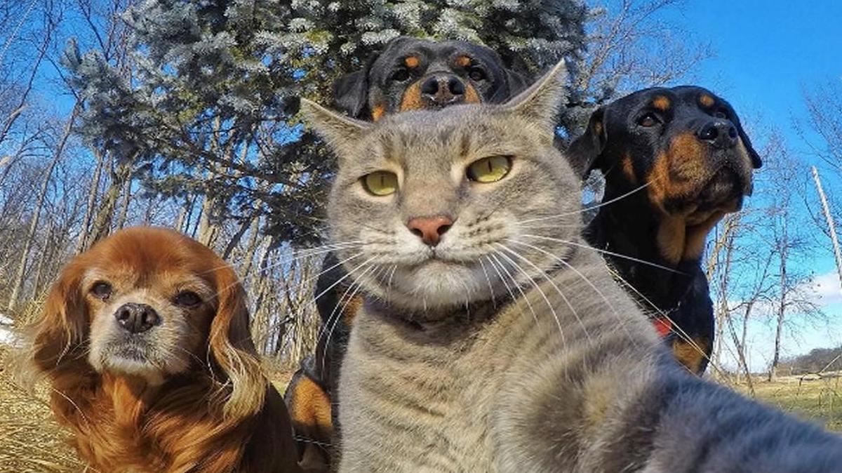 Manny the cat can take better selfies than Ellen DeGeneres. Maybe he should host the Oscars this year.