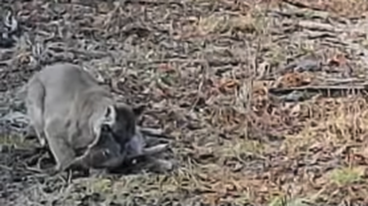 Trail cam video shared on Facebook shows a cougar attacking a deer in Toivola, Michigan.