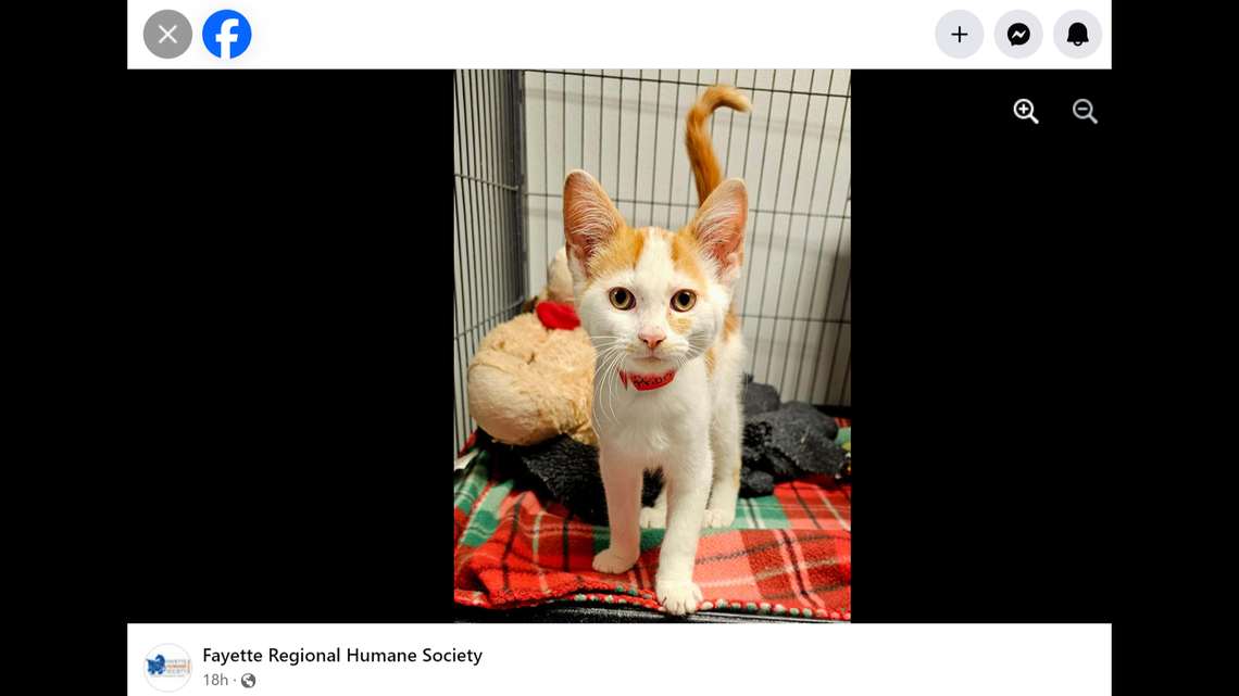 The kitten’s “unusual” rescue earned him the name Special Delivery.