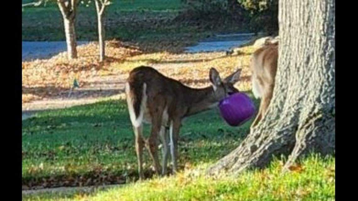 A deer is spotted in an Ohio neighborhood with pumpkin stuck on its head.