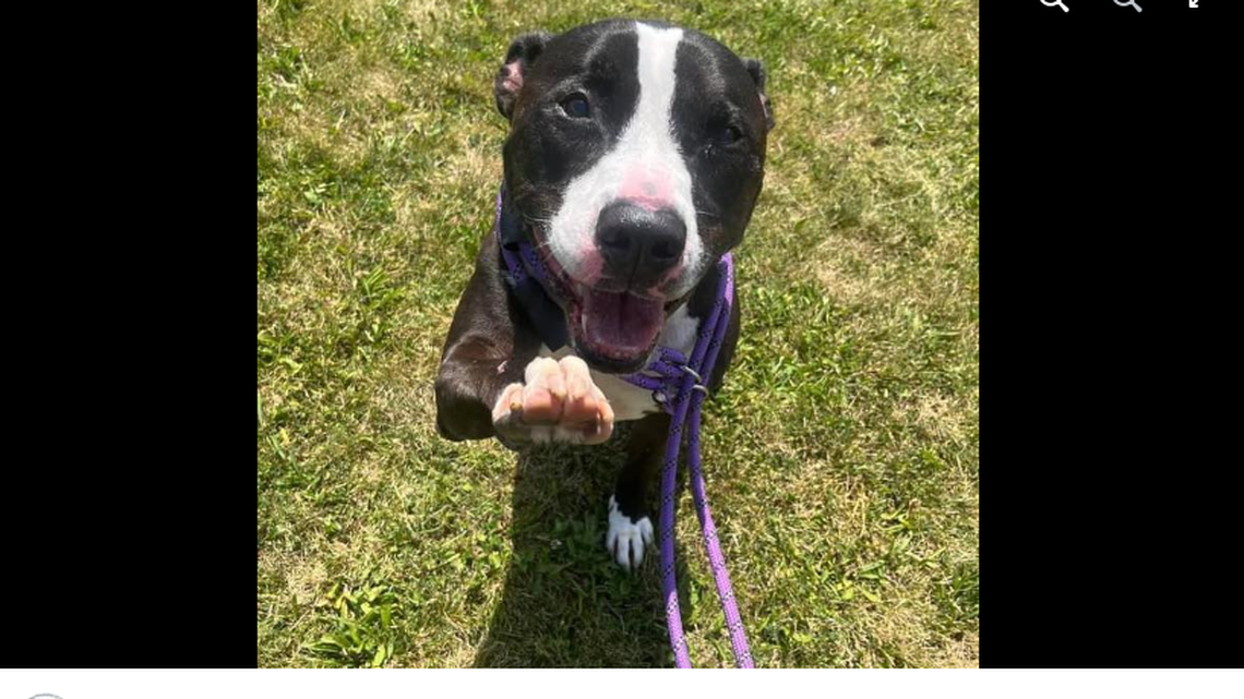 A 9-year-old dog has been in and out of an Ohio shelter over the last seven years. He’s looking for someone to “commit.”