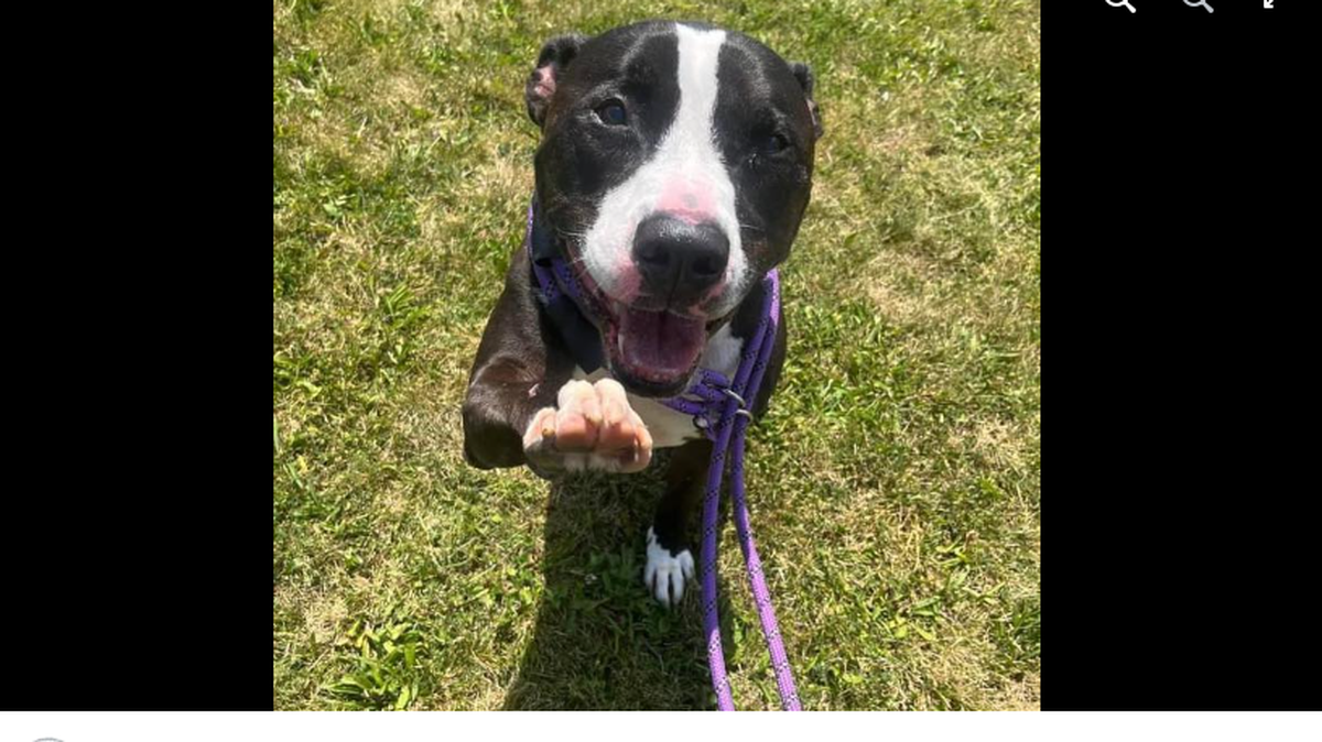 A 9-year-old dog has been in and out of an Ohio shelter over the last seven years. He’s looking for someone to “commit.”