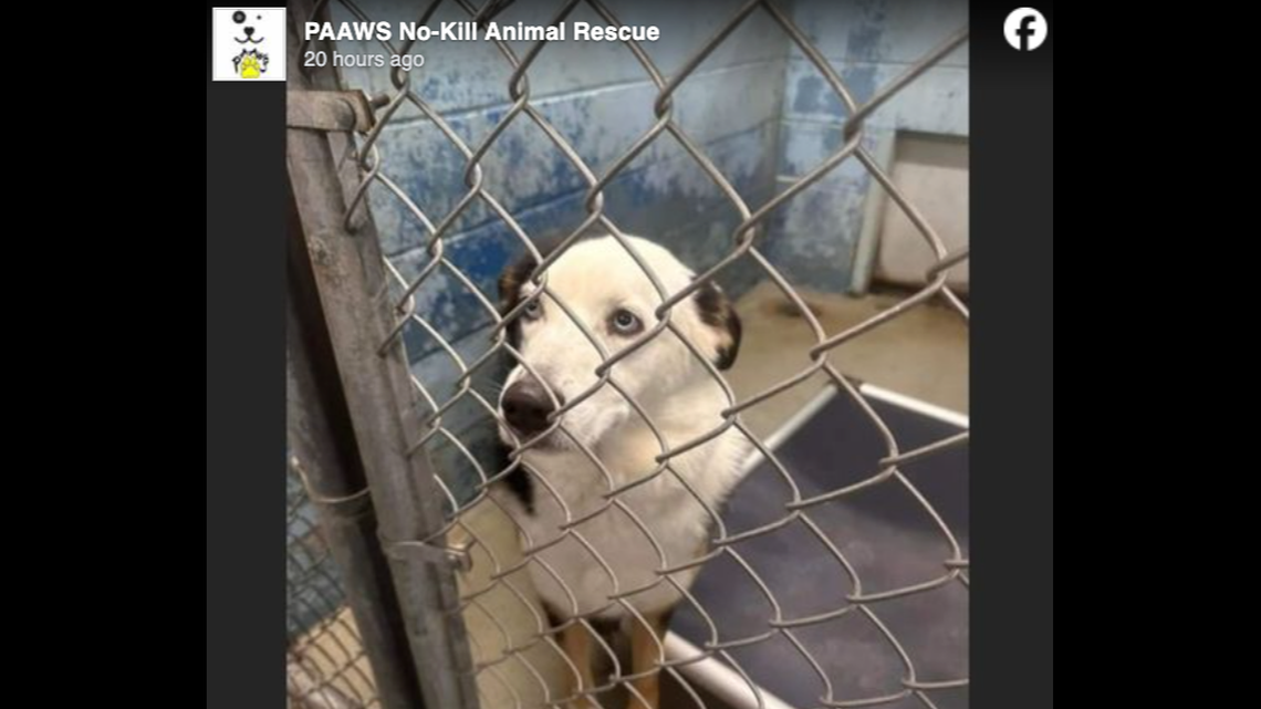 A dog named Stanley was euthanized in Indiana despite having a foster parent ready to take him, a no-kill shelter said.