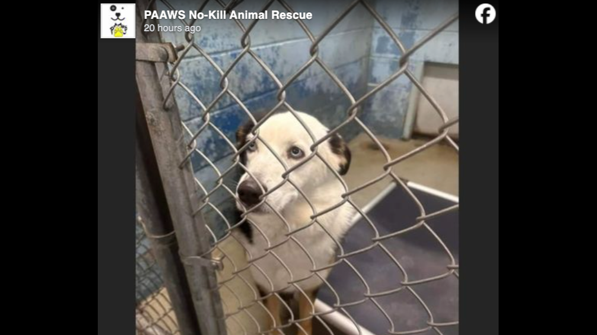 A dog named Stanley was euthanized in Indiana despite having a foster parent ready to take him, a no-kill shelter said.