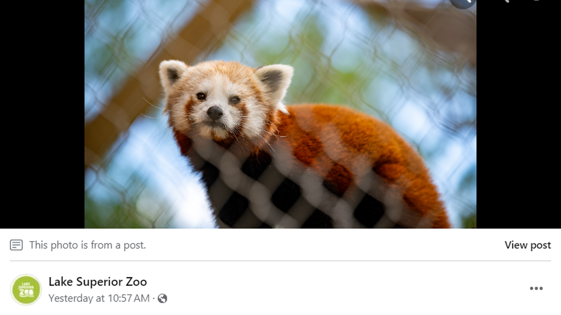 A rare red panda unexpectedly died at a Minnesota zoo.