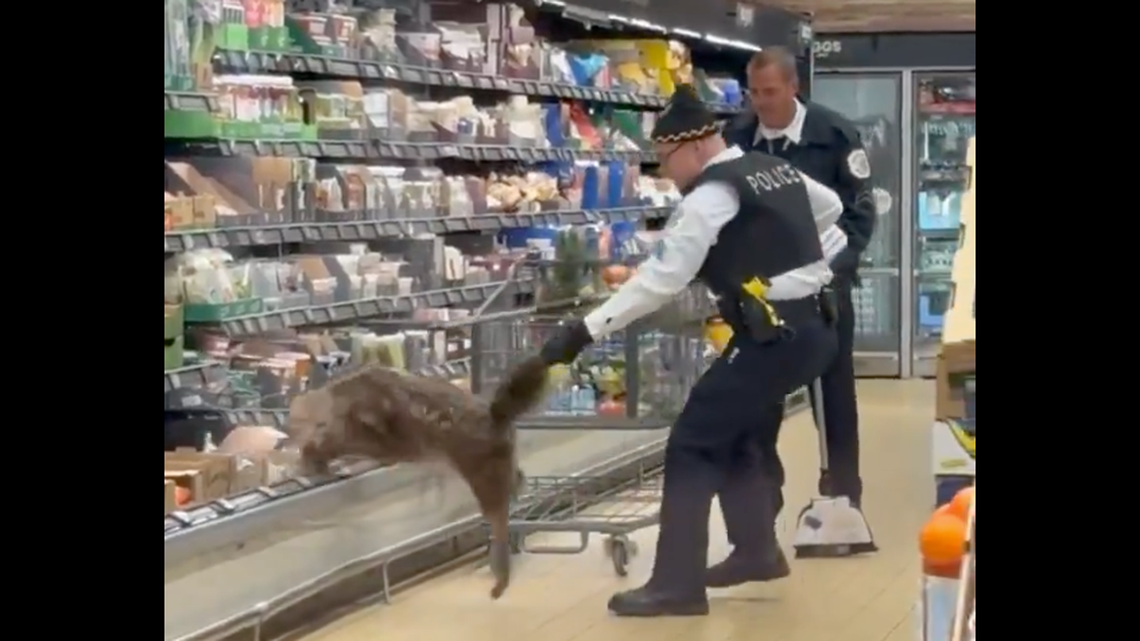 Officers in Chicago pulled a coyote from refrigerator shelves of an Aldi grocery store, video shows.